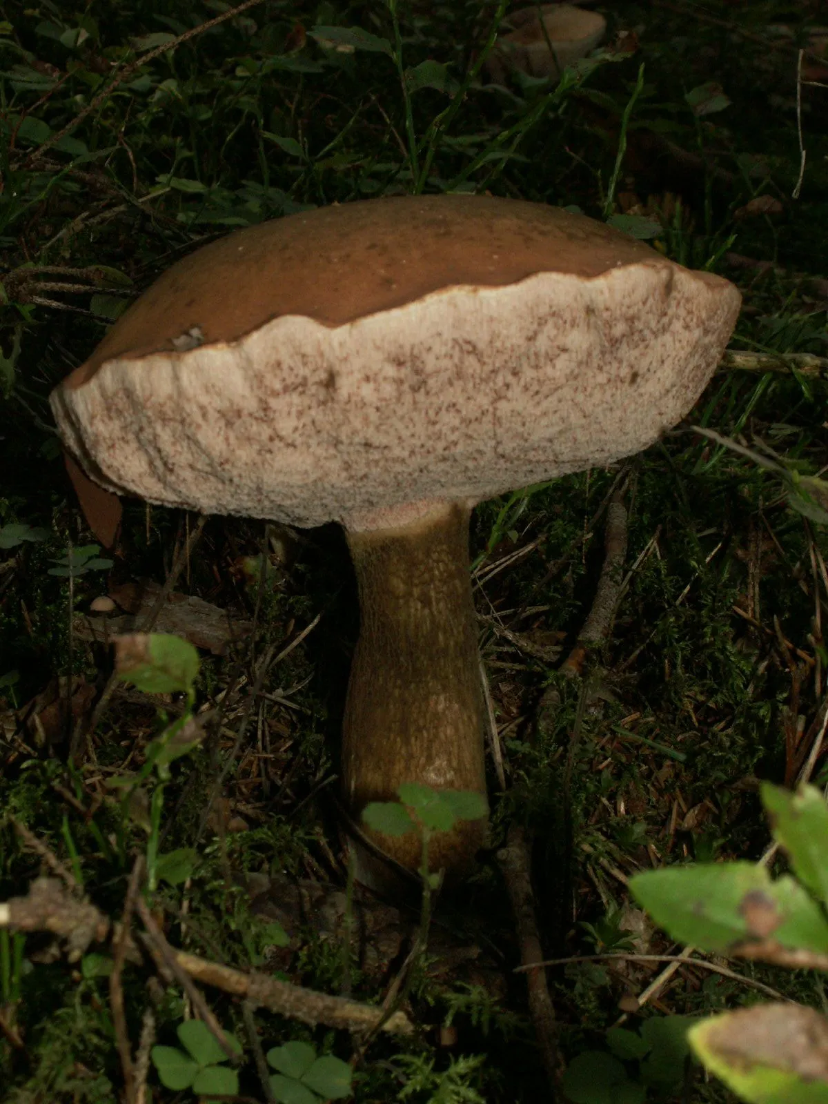 Goryczak żółciowy
