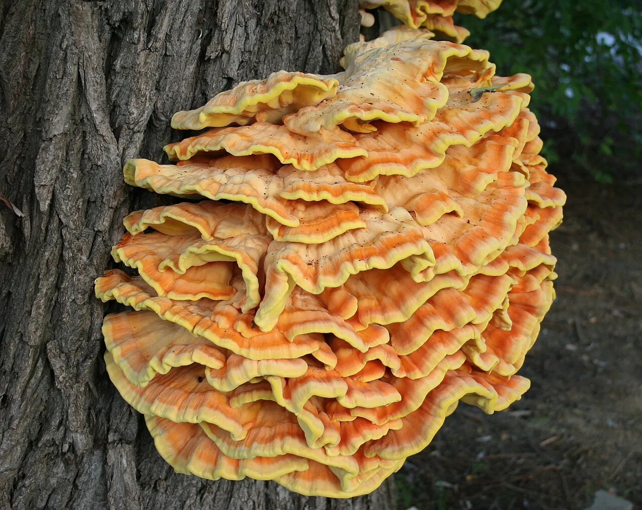 Żółciak