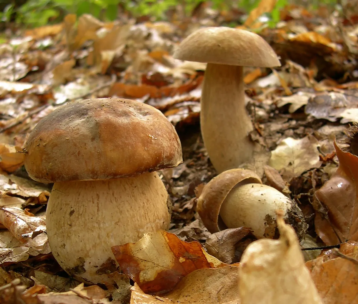 Borowik usiatkowany