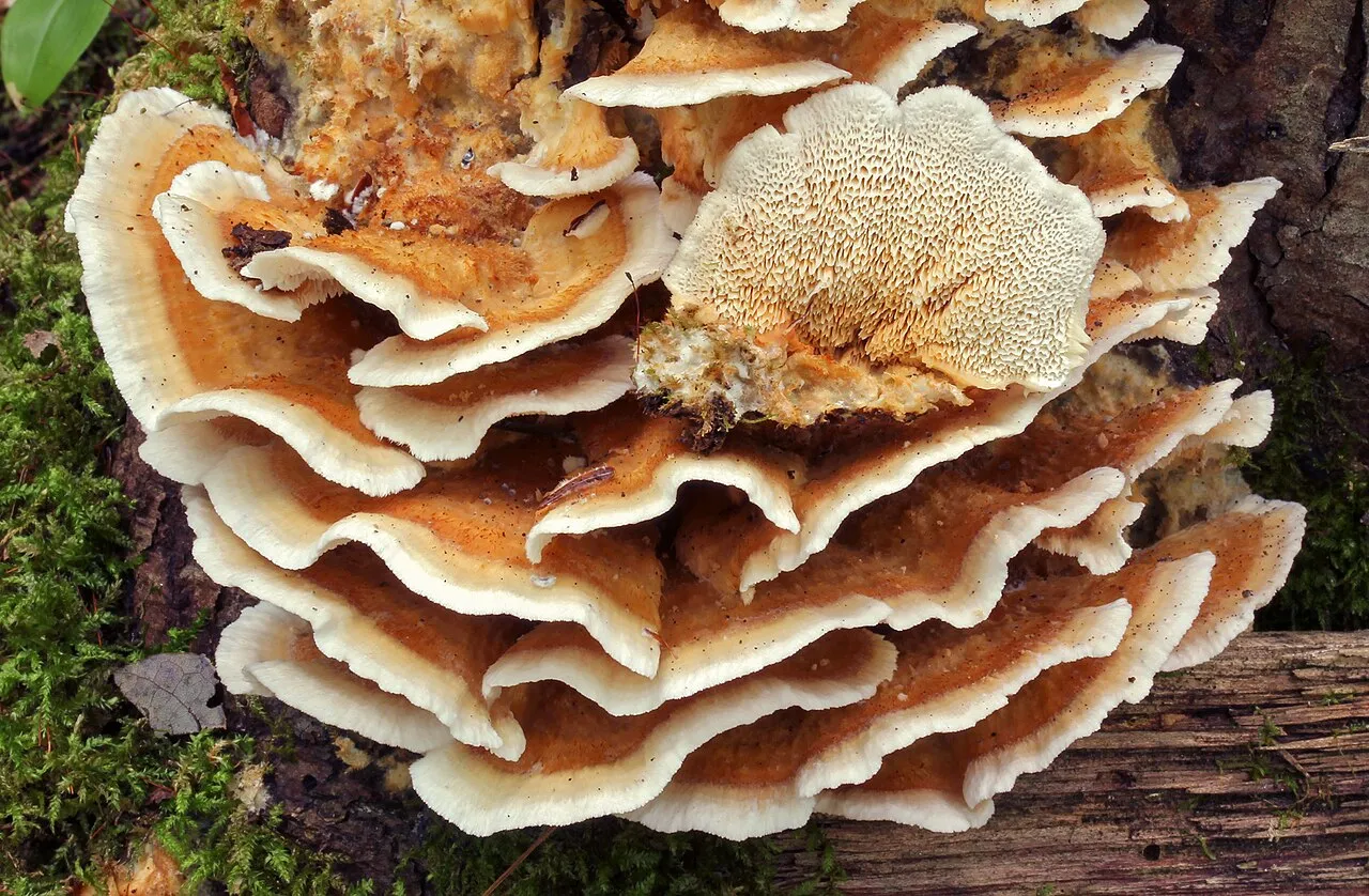 Trametopsis