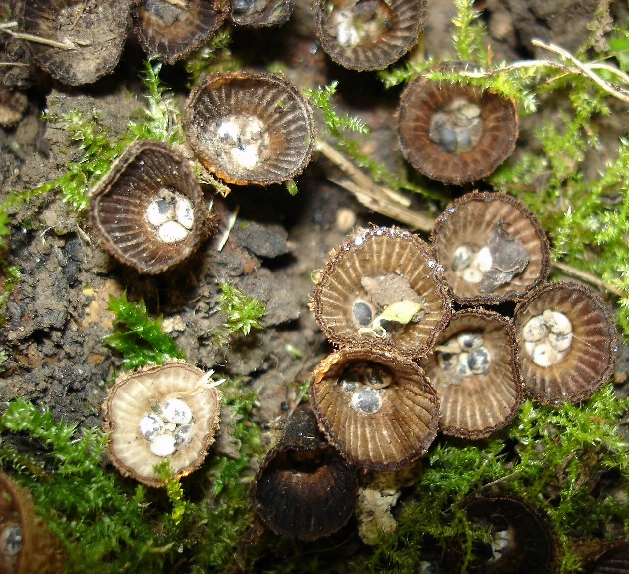 Cyathus