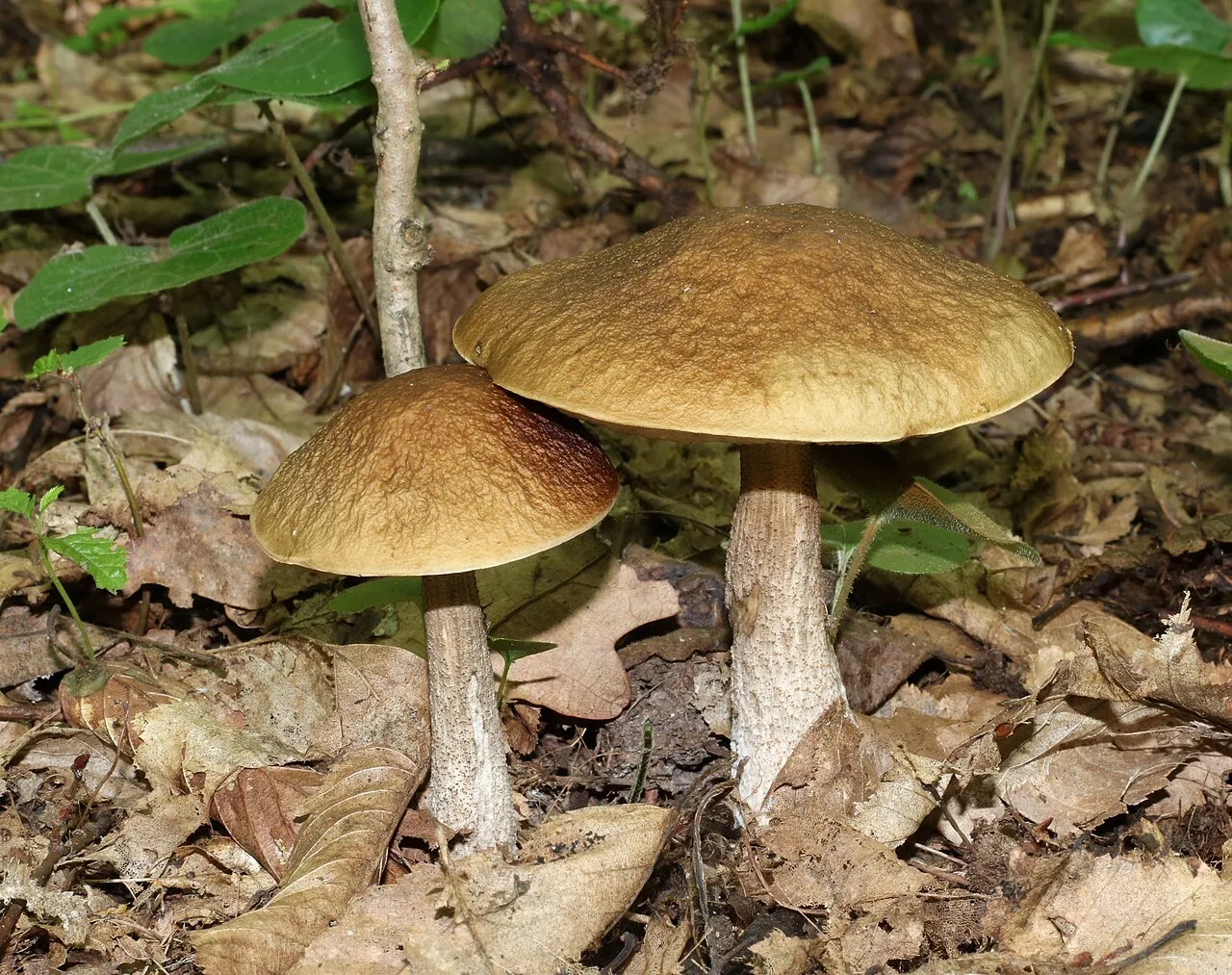 Leccinellum