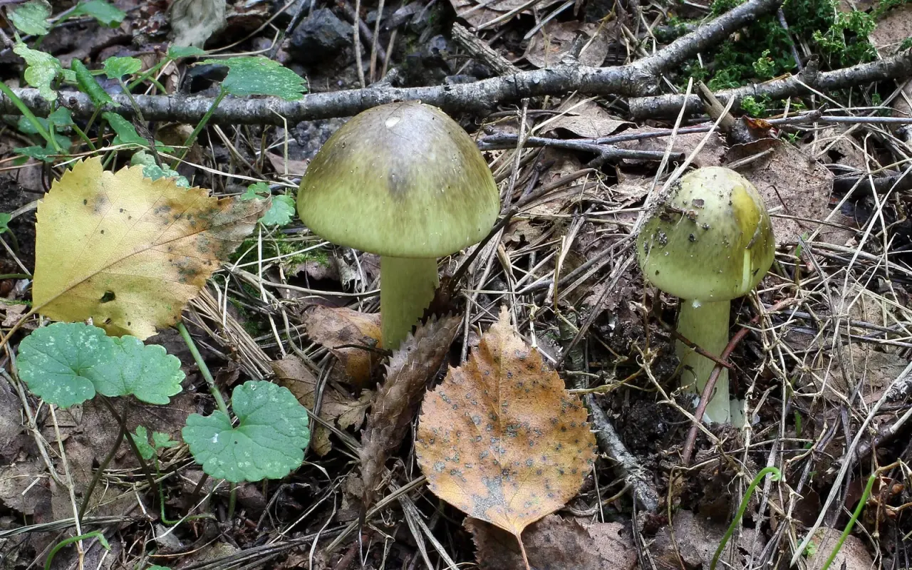Cooking does not remove death cap poison