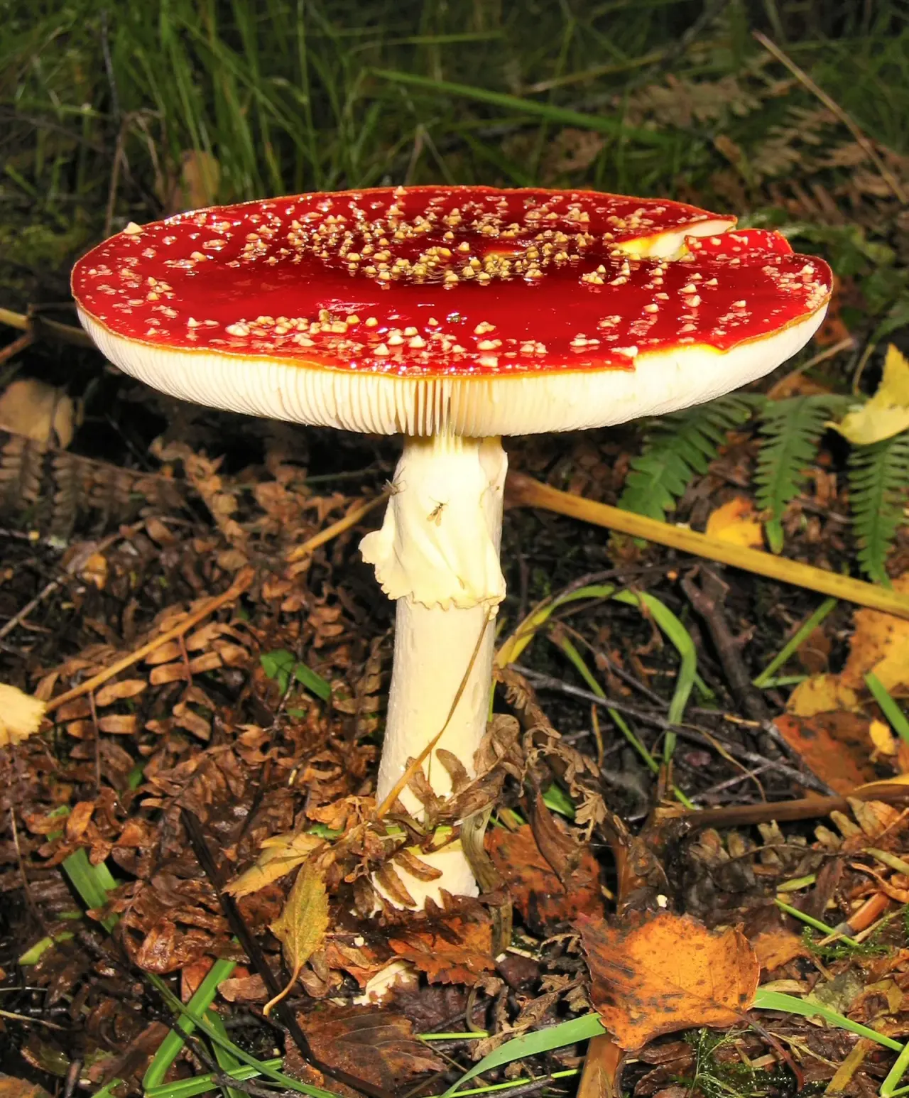The fly agaric and Santa — a myth that sticks