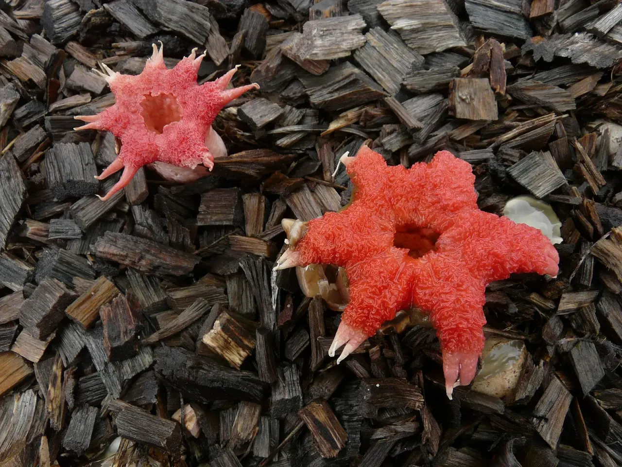The stinkhorn lures flies with the smell of carrion