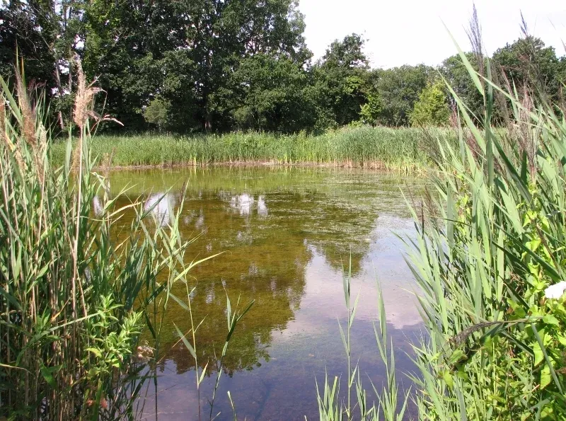 A pond in Wheatfen nature reserve