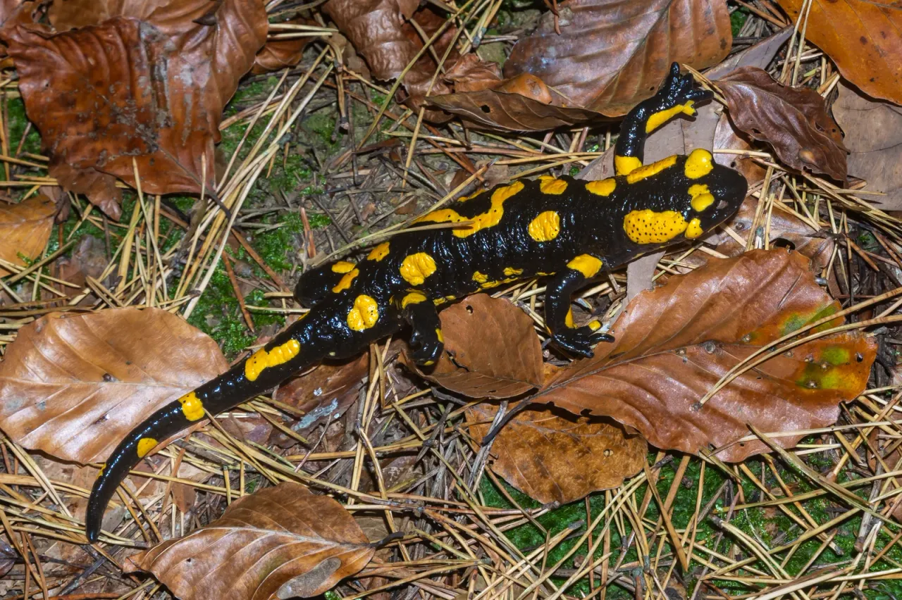 Czarna salamandra z jaskrawożółtymi plamami, sfotografowana z góry w całości, leży na wilgotnej leśnej ściółce z brązowych liści buka, suchych igieł sosnowych i zielonego mchu.