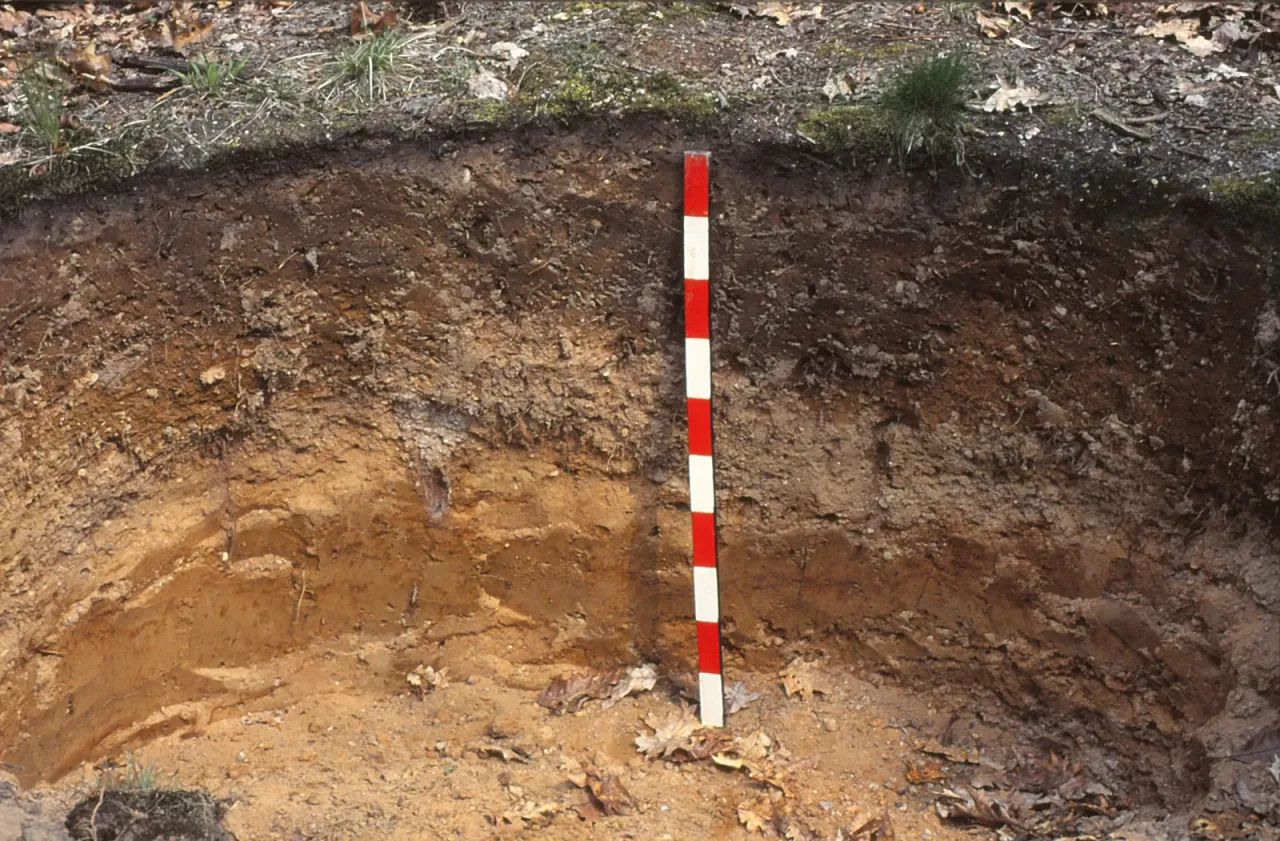 Pionowa ściana wykopu glebowego w terenie. Wzdłuż górnej krawędzi warstwa suchych brązowych liści, kępy trawy i mech; poniżej ciemna, grudkowata warstwa próchniczna, która głębiej przechodzi w jasnobrunatne i ochrowe warstwy mineralne. Pośrodku wbita pionowo biało-czerwona tyczka miernicza. Na dnie wykopu opadłe suche liście. W kadrze nie ma ludzi ani żadnych napisów.