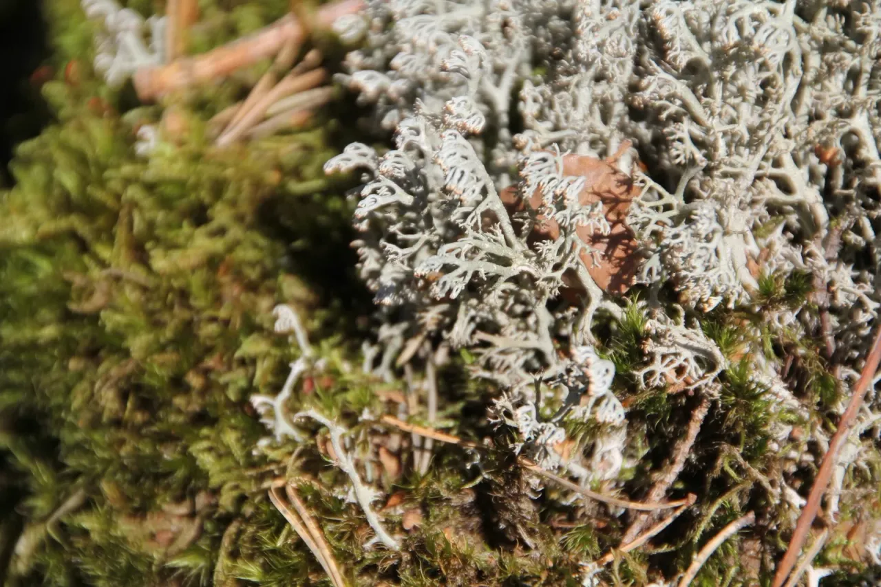 Zbliżenie na bladoszarą, drobno i wielokrotnie rozgałęzioną plechę chrobotka reniferowego, wyrastającą wśród zielonego mchu, z opadłymi igłami sosny i suchym liściem