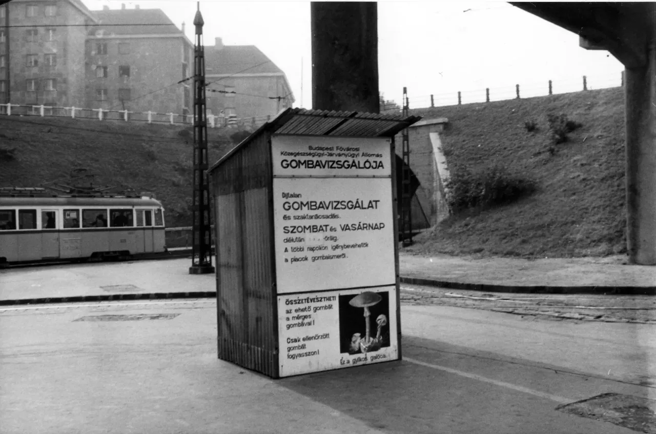 Czarno-biała fotografia z 1968 roku: wolnostojąca blaszana budka na placu w Budapeszcie, z dużą węgierską tablicą informacyjną o bezpłatnym badaniu grzybów i ostrzeżeniem przed grzybami trującymi; w tle tramwaj, trawiasta skarpa z barierką i betonowy filar wiaduktu.