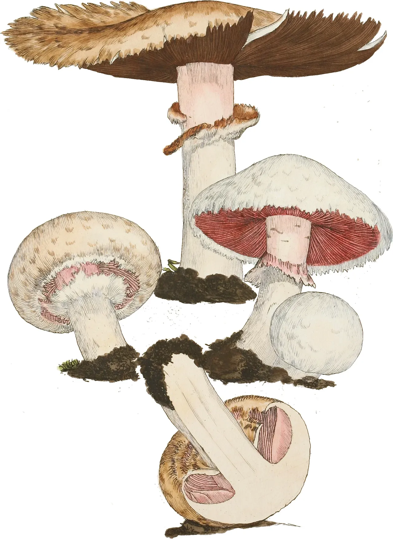 A historical plate by James Sowerby showing Agaricus campestris in several views.