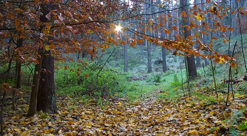 Autumn woodland in Oliwa Forest