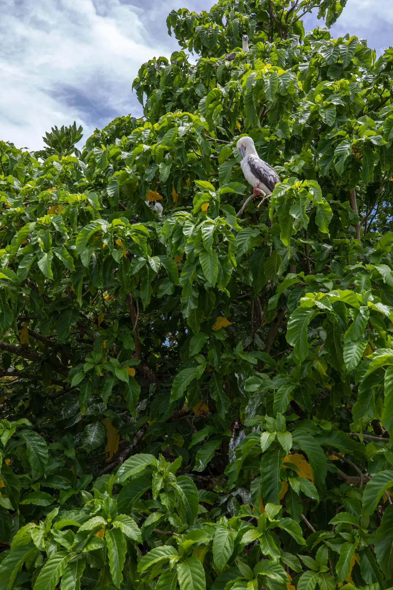 A Pisonia tree surrounded by tropical vegetation on Palmyra Atoll