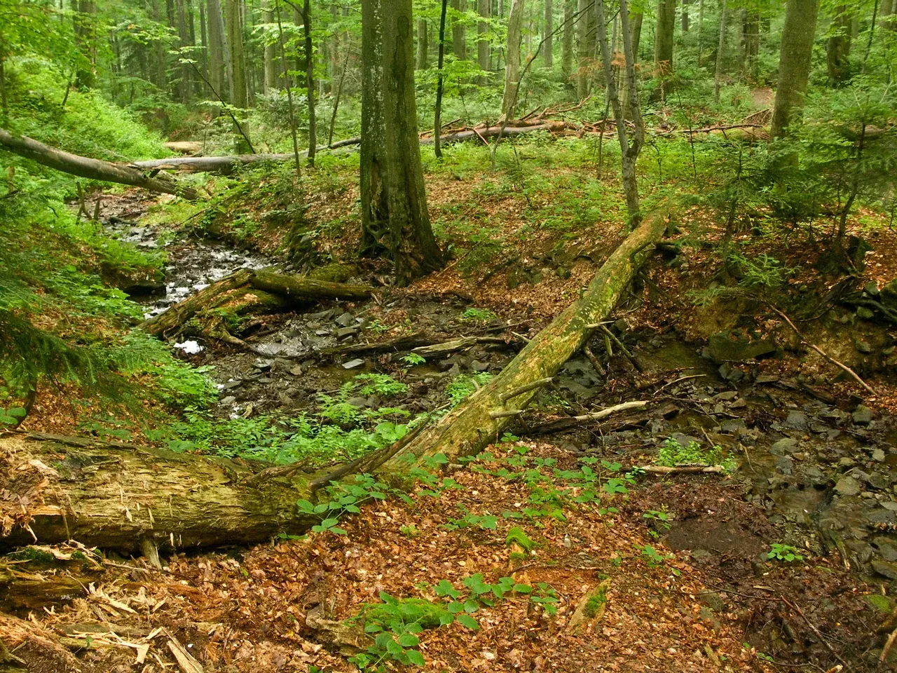Woodland in Stužica reserve, Slovakia