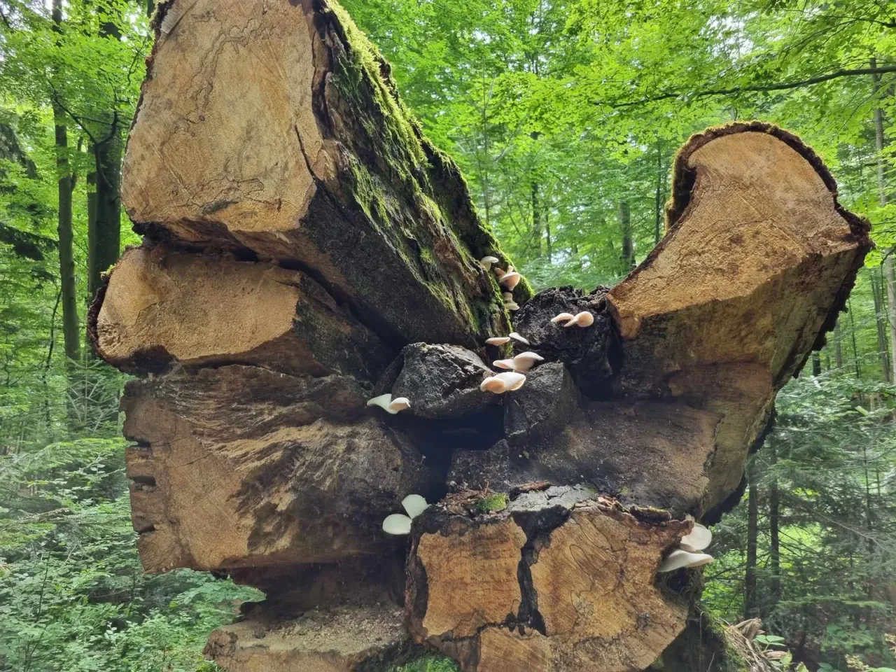 Dead wood in Stužica reserve