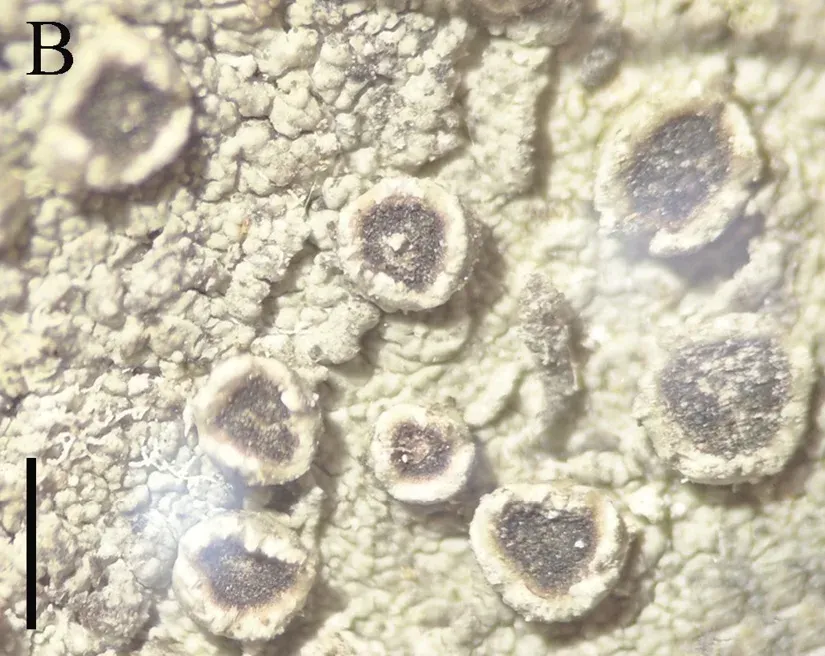 Chicitaea yueliangshanensis thallus with black fruiting discs