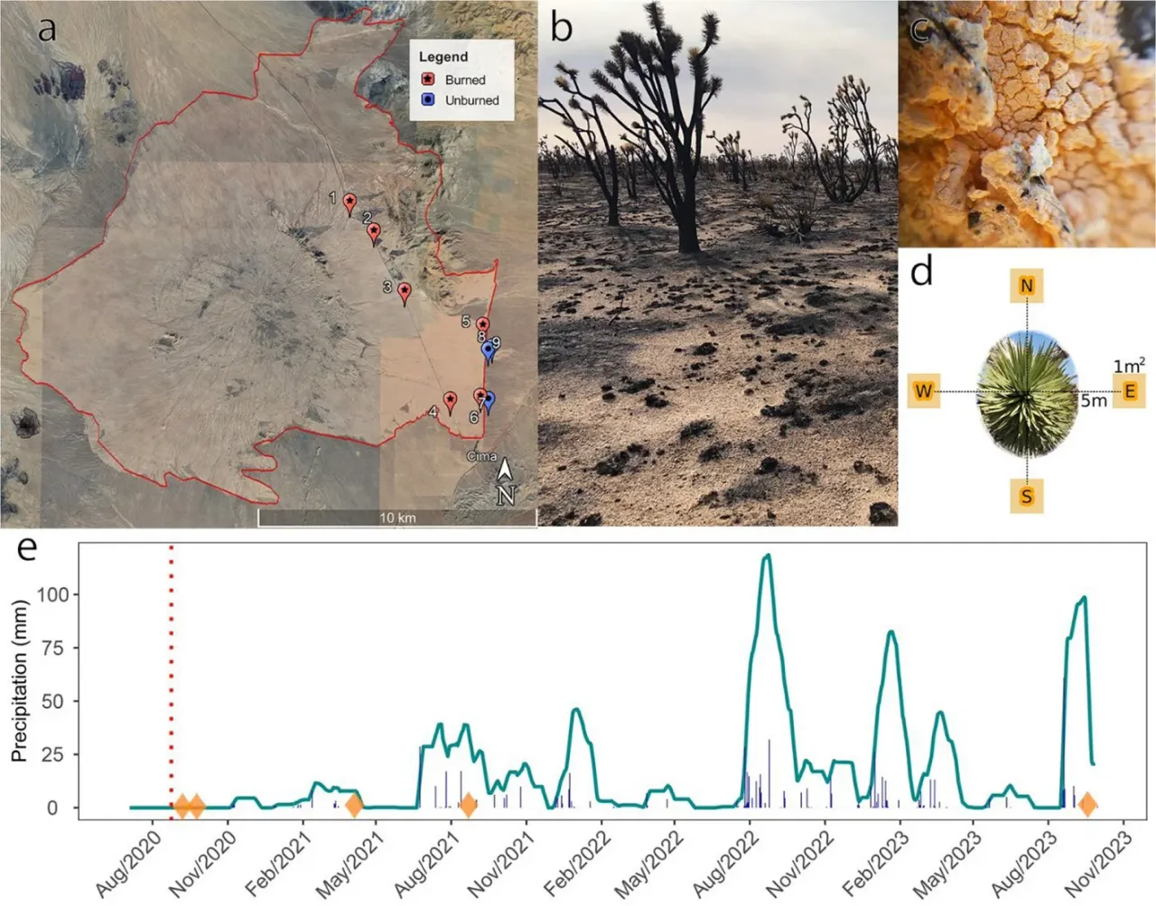 Dome Fire study plots, a burned Joshua tree and Neurospora on bark