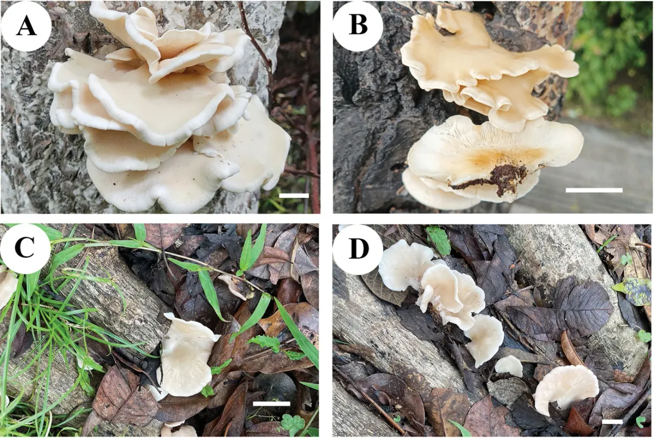 Pleurotus sinensis fruiting bodies in the field, including the type specimen