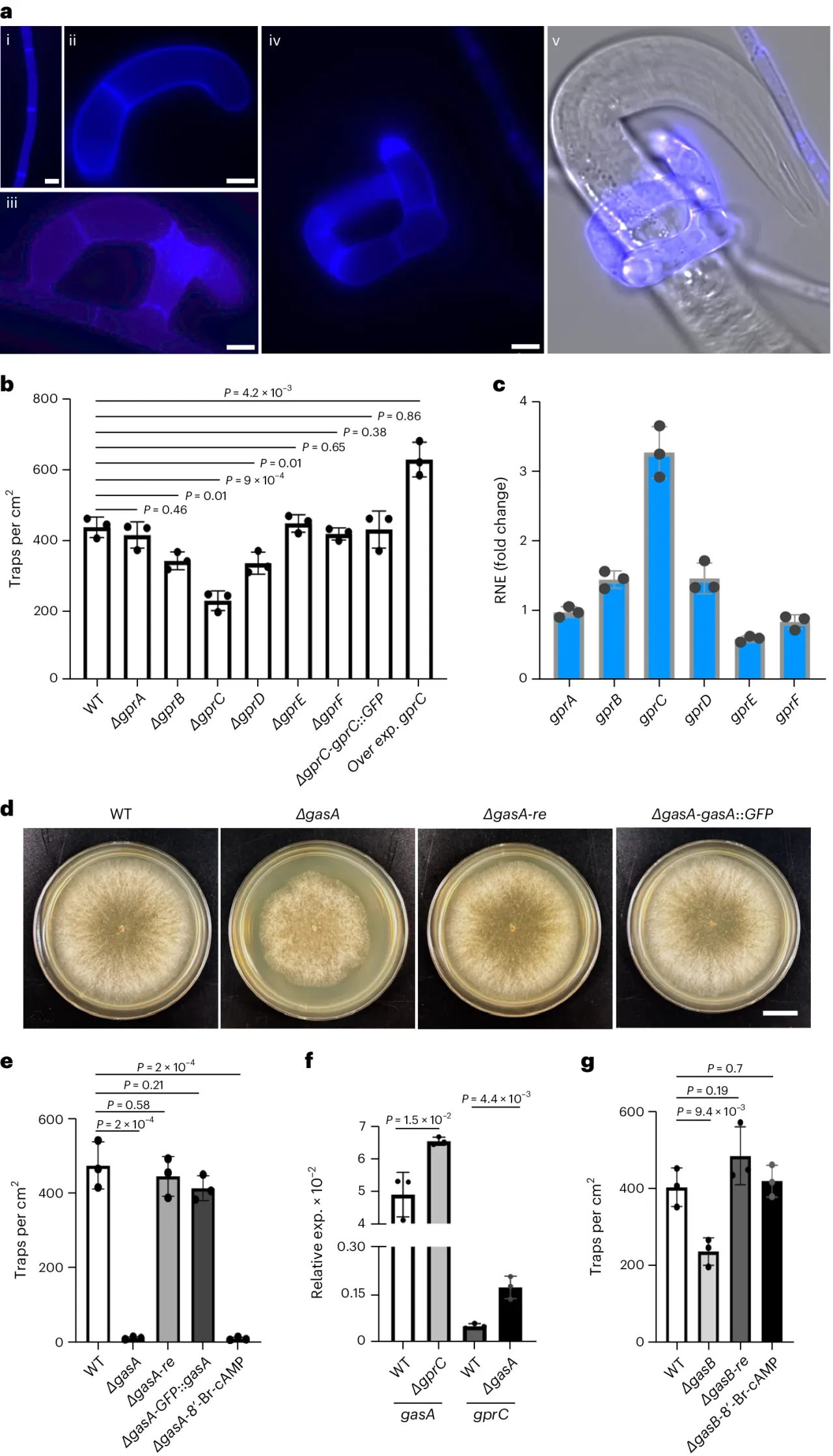 Microscopic Arthrobotrys flagrans traps and receptor experiments