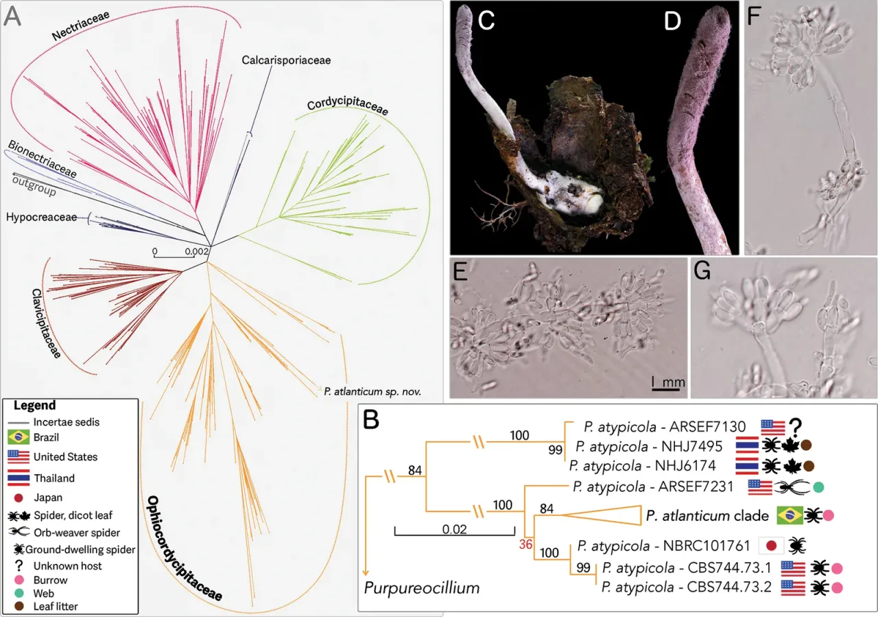 Purpureocillium atlanticum documentation: infected spider, spore-bearing structure and phylogeny