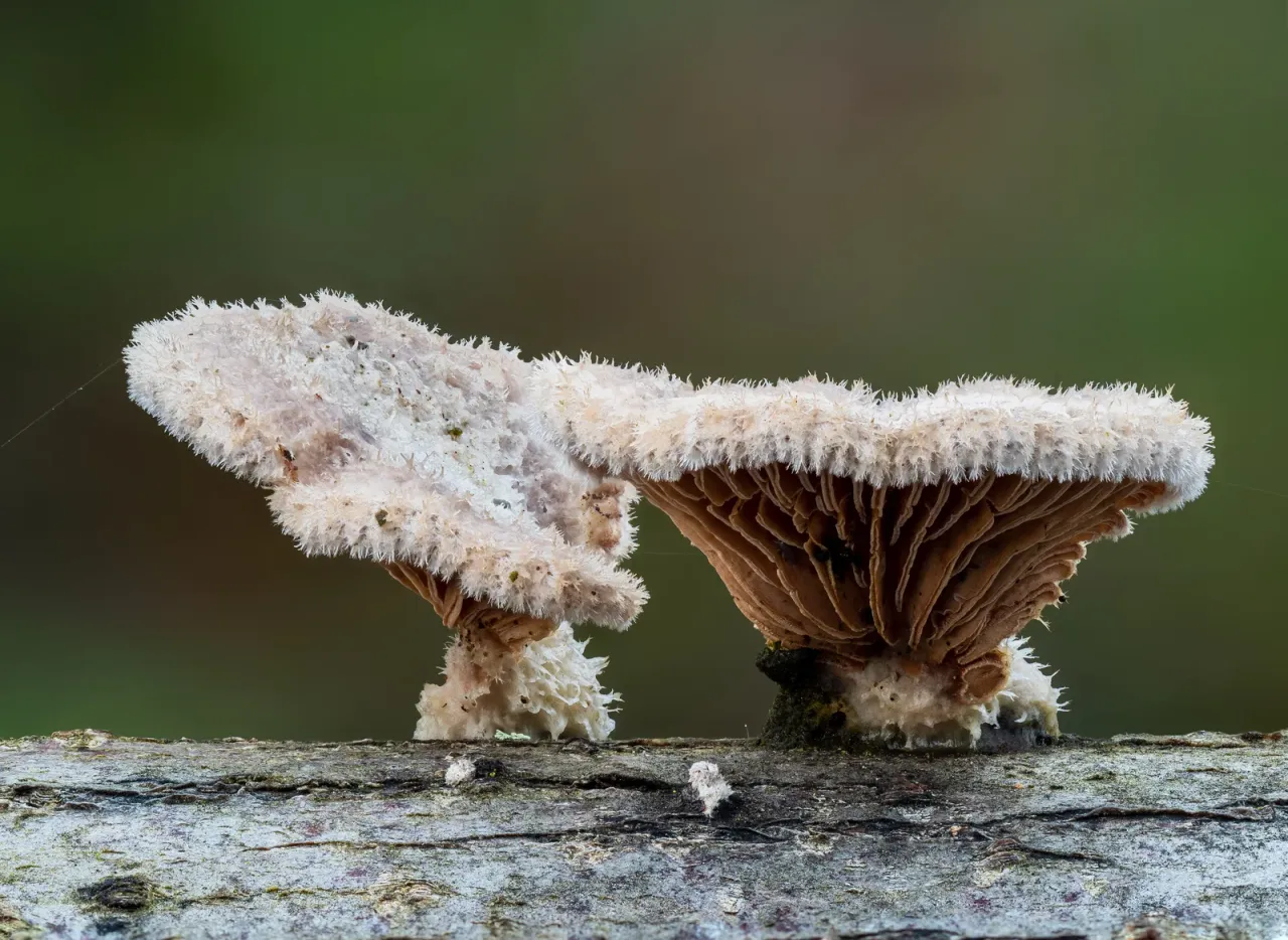 Split-gill mushroom with its characteristic divided gills