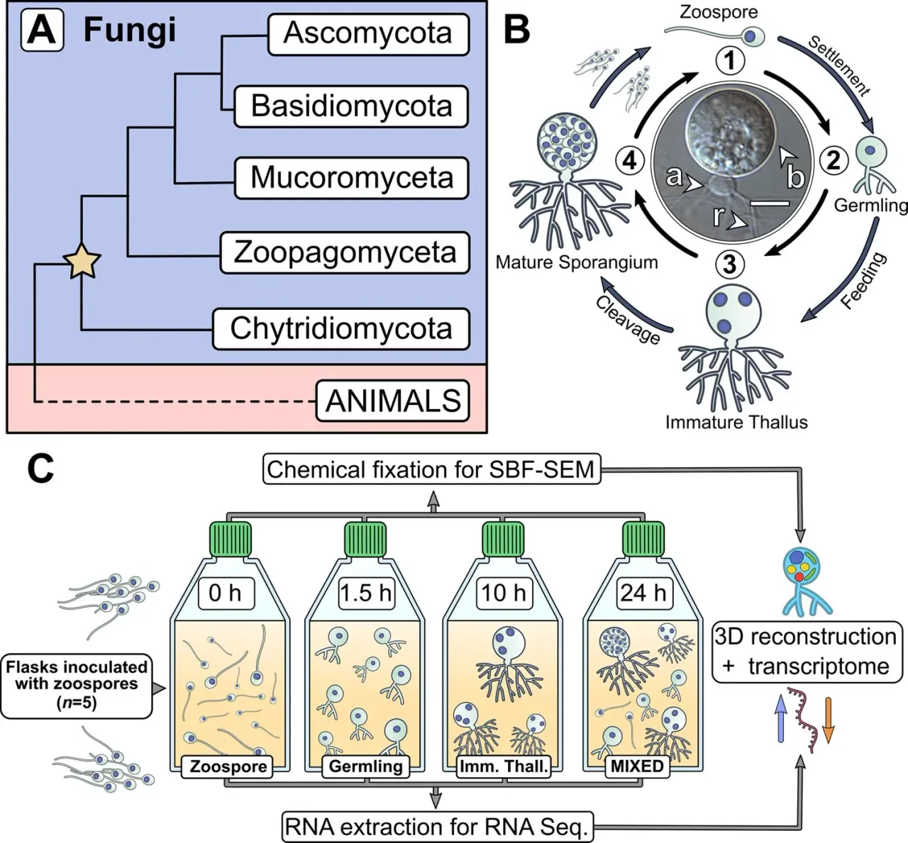 Life cycle of the chytrid Rhizoclosmatium globosum including its motile zoospore