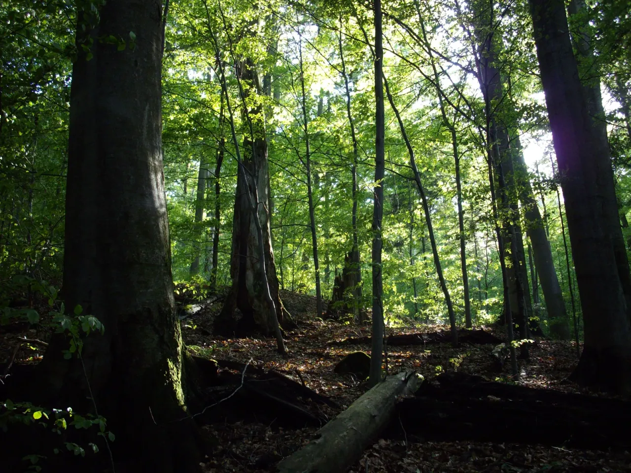 Beech woodland in Badínsky prales reserve, Slovakia