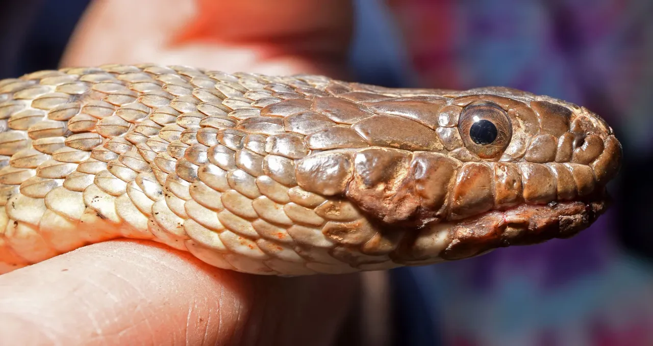 Nerodia sipedon with lesions described by the photographer as probable snake fungal disease