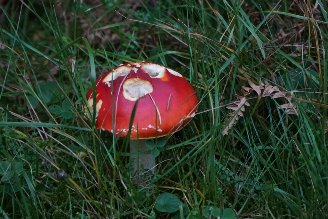 Pojedynczy muchomor czerwony o czerwonym kapeluszu z dużymi kremowymi łatkami, na białawym trzonie, w gęstej zielonej trawie; po prawej zeschnięte liście orlicy, w kadrze nie widać ani drzew, ani ludzi