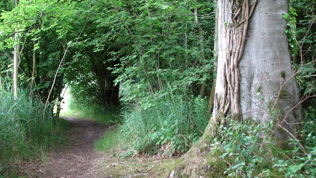 A path in Wheatfen Broad nature reserve
