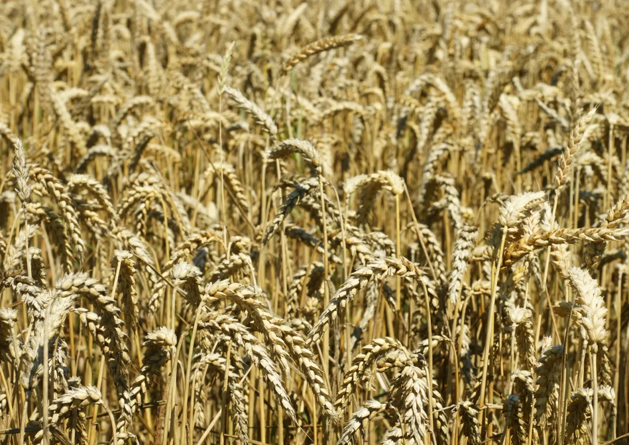 Dojrzałe kłosy pszenicy na polu