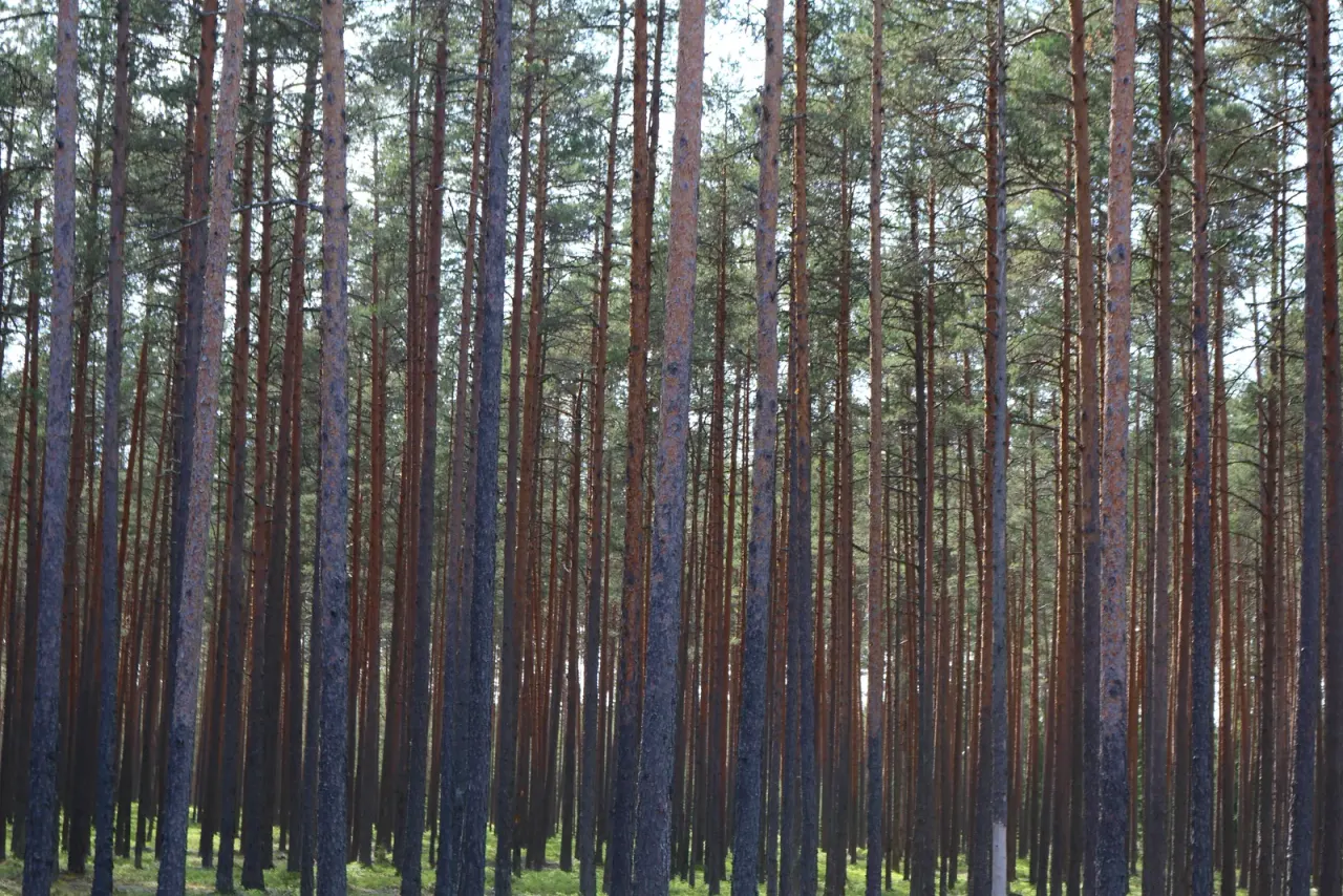Estonia: a forest open, but not ownerless