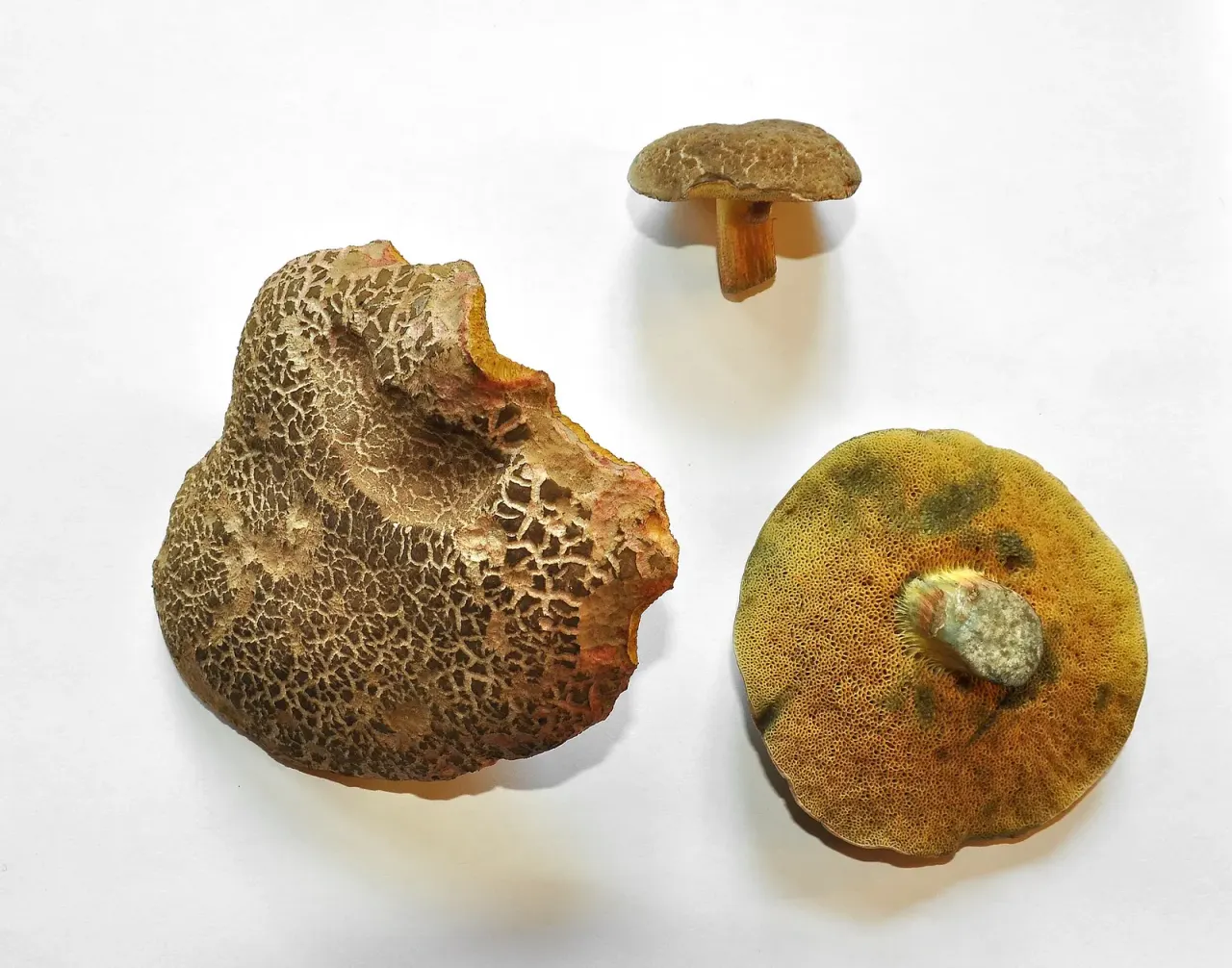 Why boletes turn blue when cut