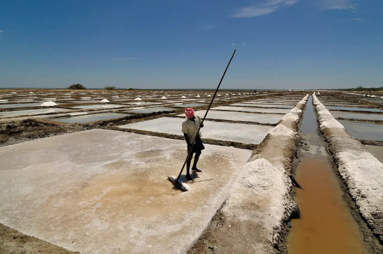 The fungus that needs salt in order to grow