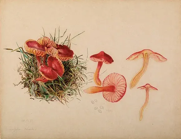Beatrix Potter: when a watercolour becomes data