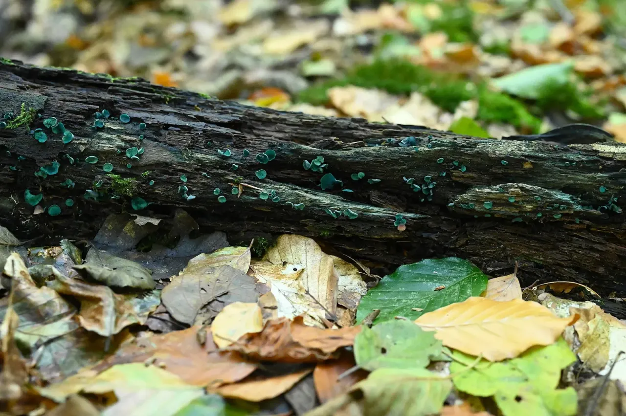 A fungus made the green in Renaissance intarsia