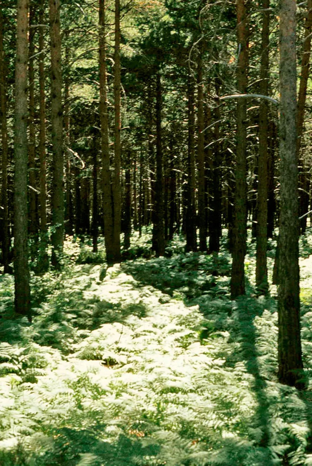 Spain: mushroom picking by permit