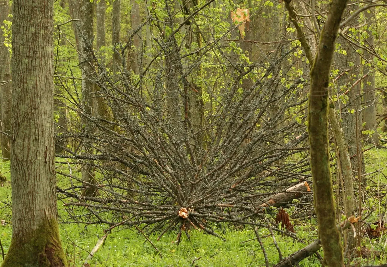 Deadwood is habitat, not mess