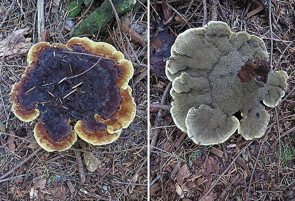 Dyeing with fungi: colour begins before the pot
