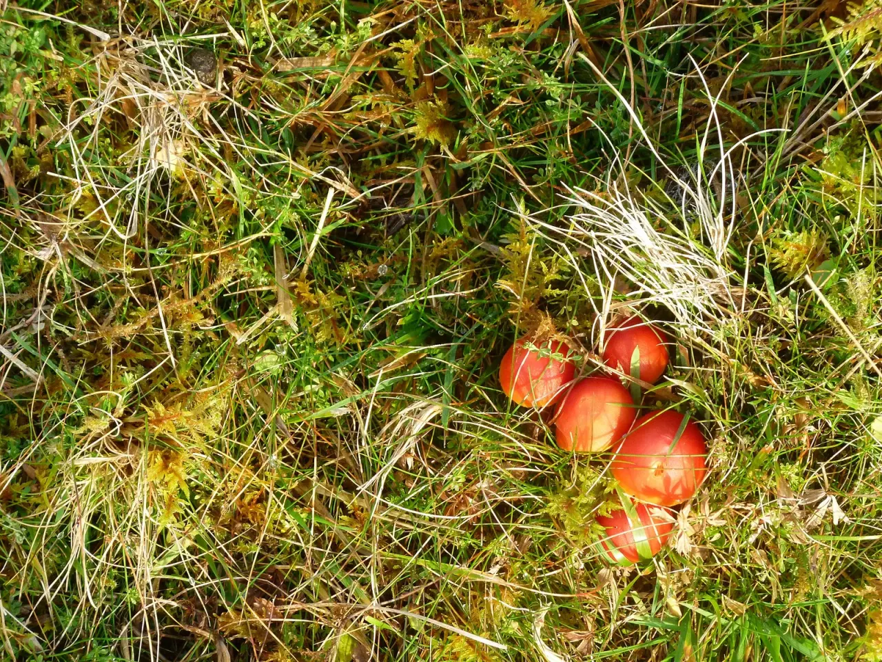 A workshop on grassland fungi, September 2026