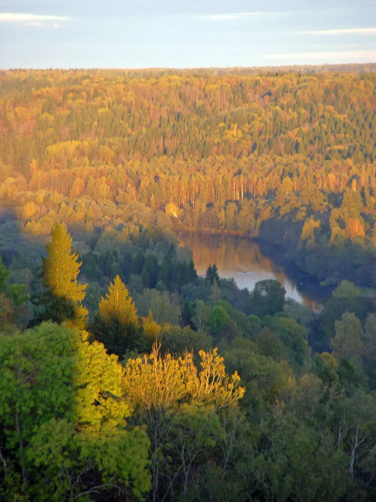Latvia: a basket in the state forest