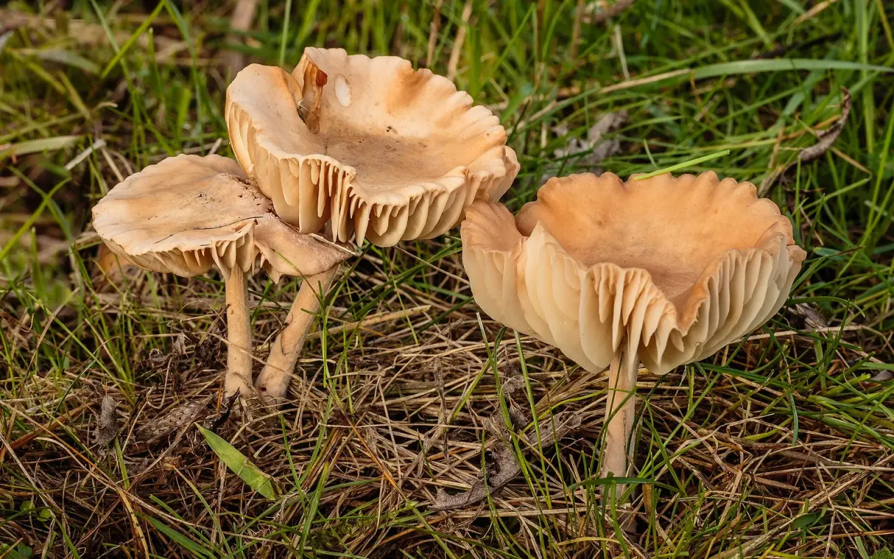 Fairy rings are mycelium growing outwards