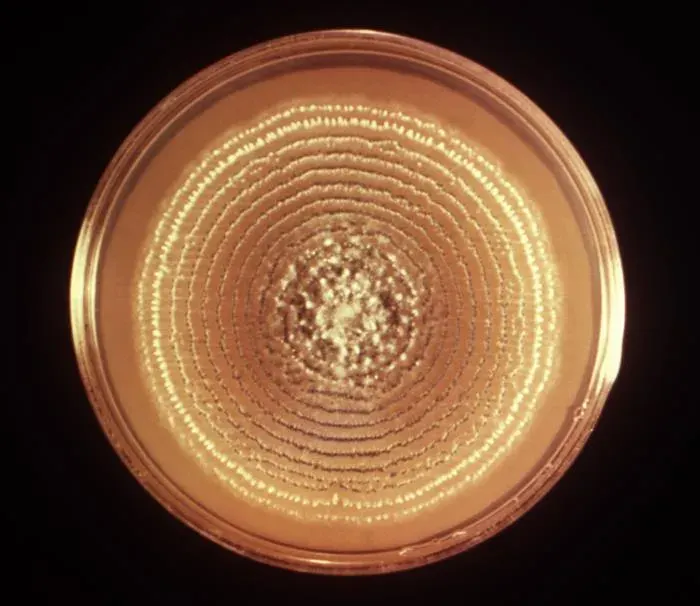 The first antibiotic came from a mould