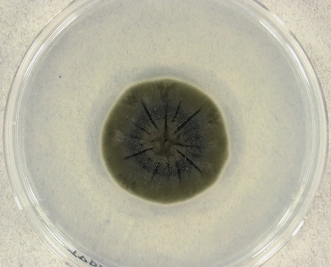 A thin fungal layer was associated with fewer radiation counts on the ISS
