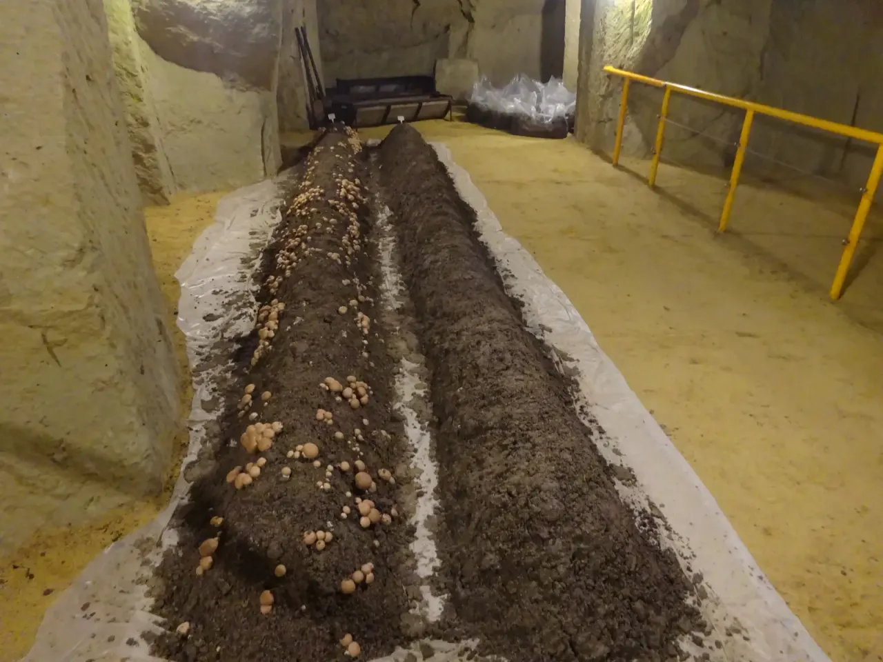 Musée du Champignon in Saumur