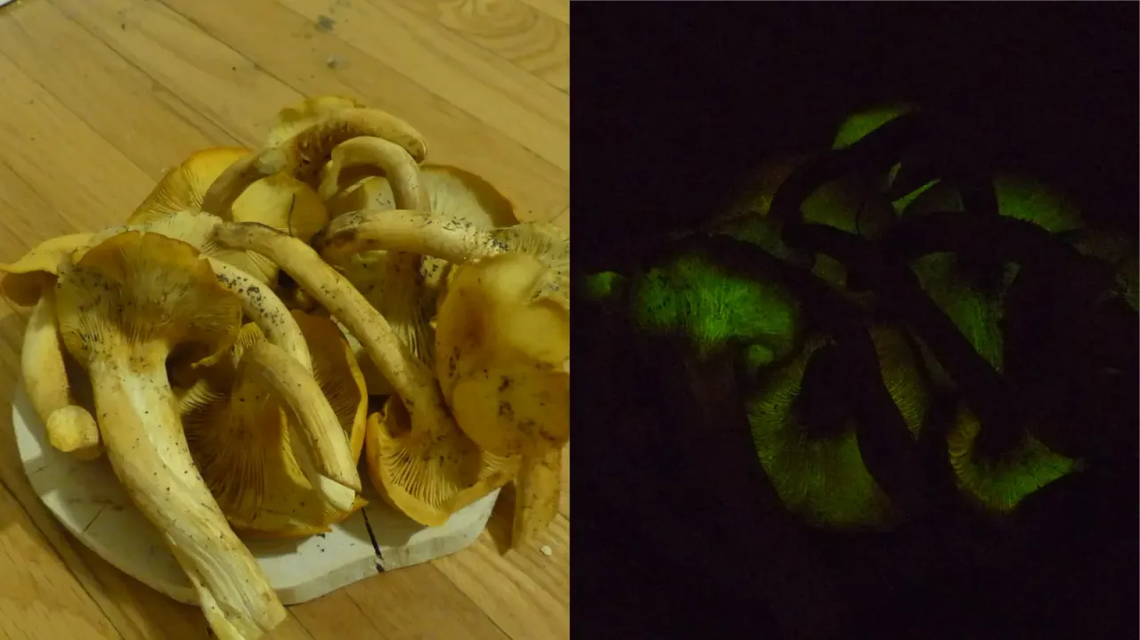 Over a hundred fungal species glow in the dark