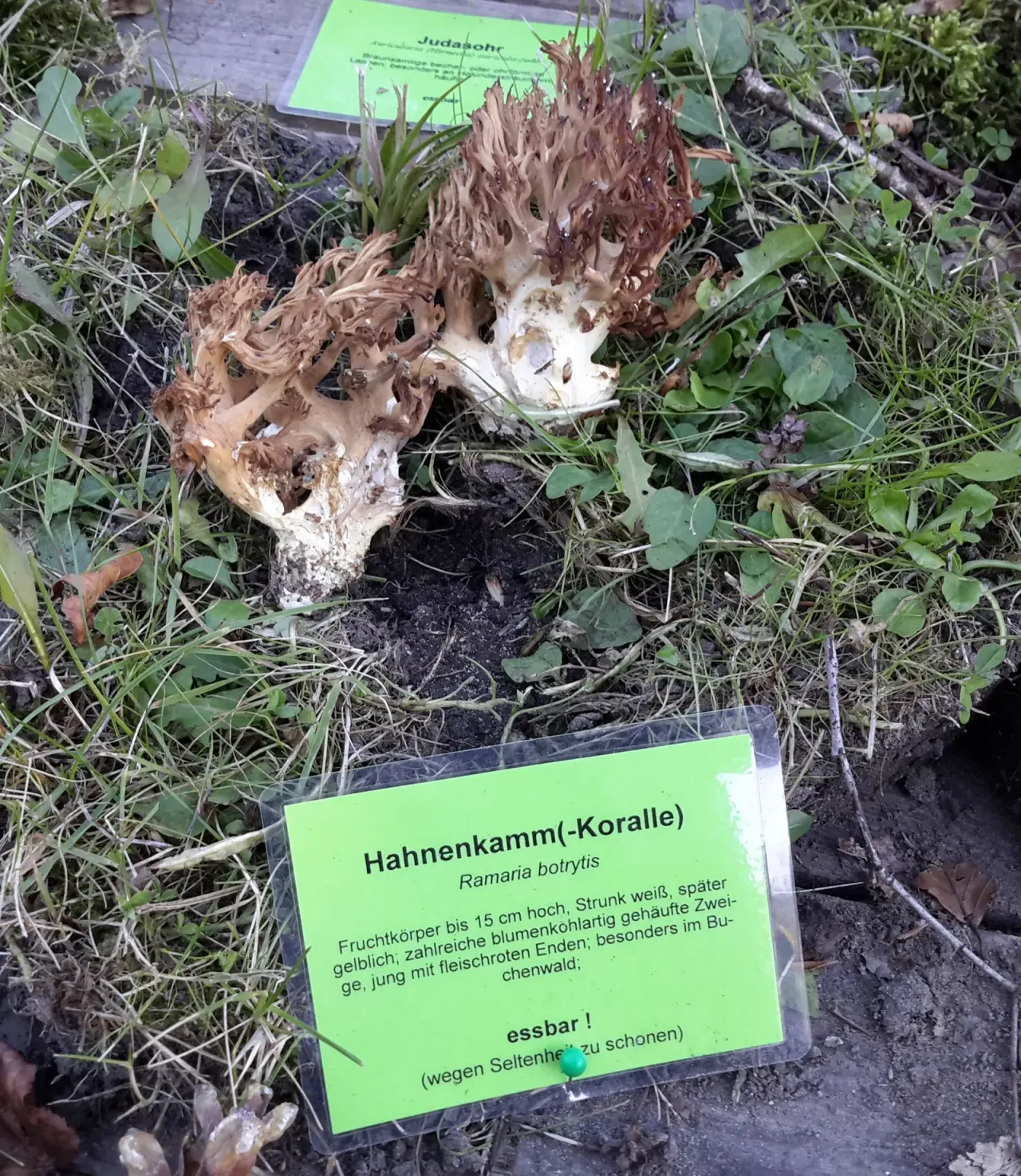 Svampens dag 2026 — the Swedish day of the mushroom
