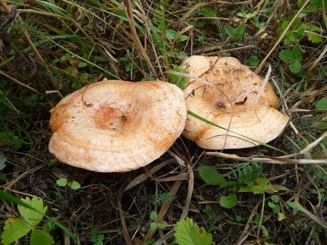 Mushroom picking in Pan Tadeusz
