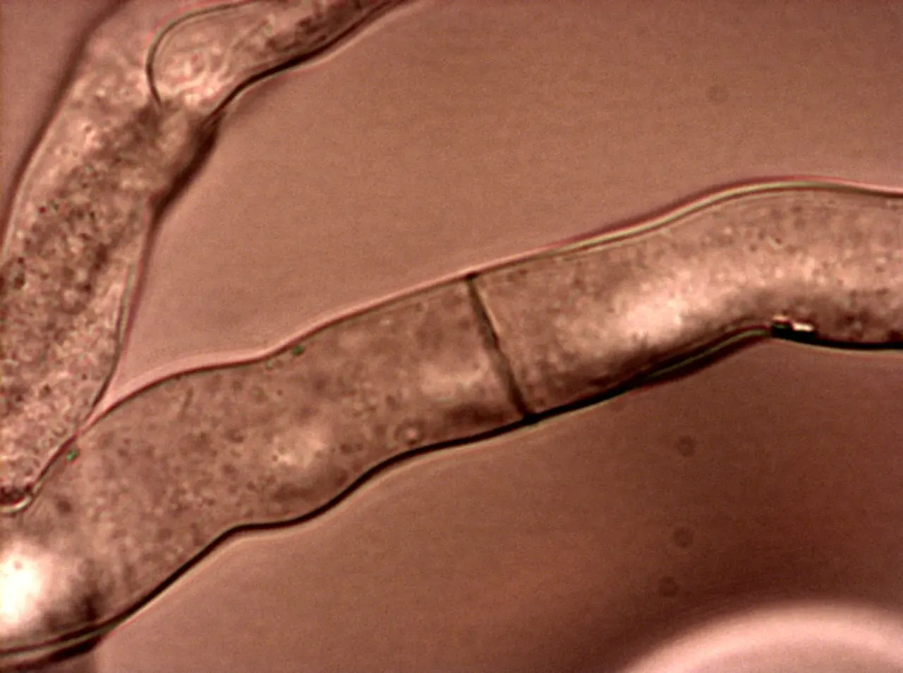 2003: the first genome of a filamentous fungus