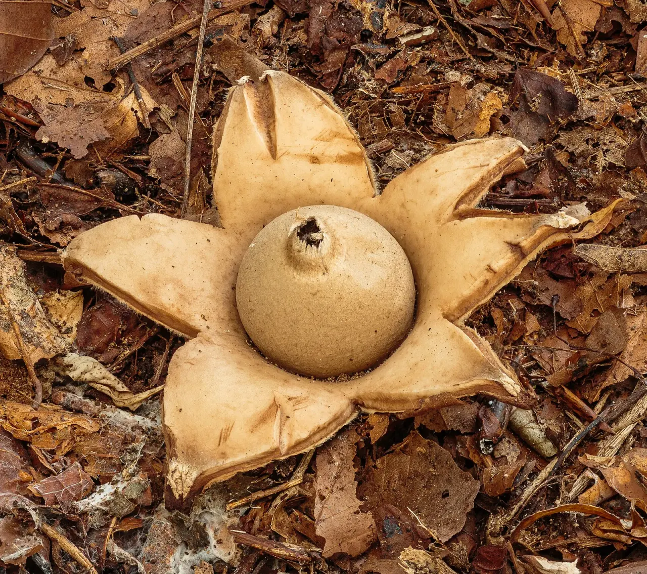 A course on puffballs and earthstars, Skåne 2026